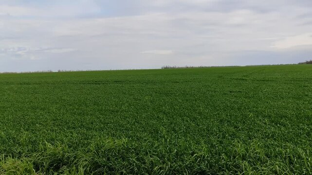 Young green wheat field swaying gently in breeze under cloudy spring sky camera slowly turning from left to right