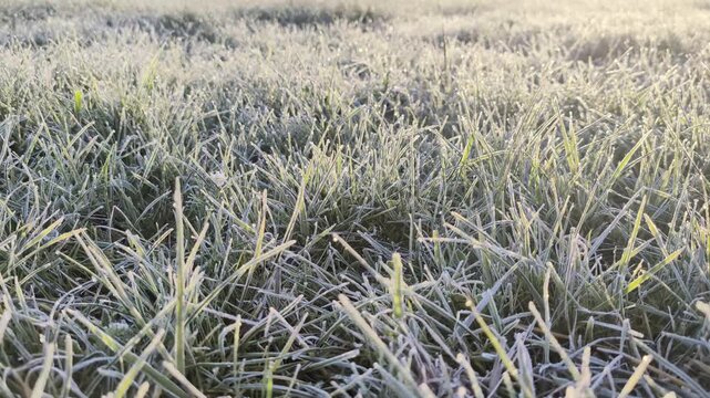 Textura detallada de prado bajo escarcha invernal