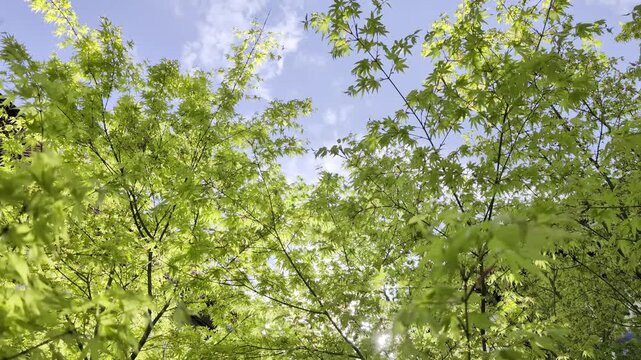 Cielo azul intenso a trav&eacute;s de follaje verde fresco