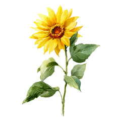 Fototapeta premium Watercolor- - Sunflower&nbsp;spring watercolor illustration isolated on white transparent background.
