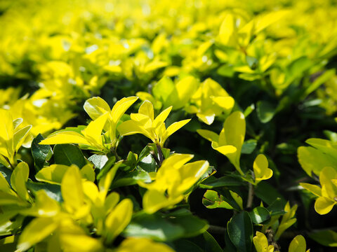 Vibrant Golden Euonymus Hedge in Sunny Garden
