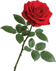 Obraz premium Elegant red rose illustration with detailed petals green leaves and romantic botanical floral composition