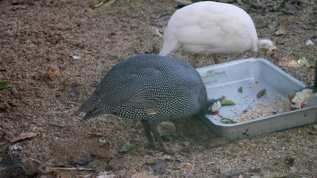guinea hens 