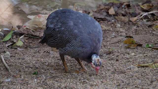guinea hens