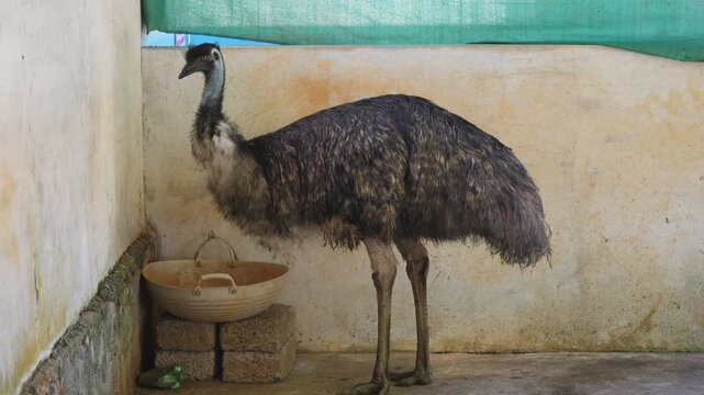 emu bird