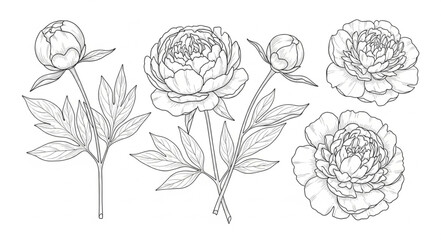 Detailed Line Drawing of Peony Flowers and Leaves. © Samsul