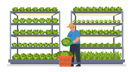 Naklejka premium A male farmer harvesting fresh green lettuce from vertical farming racks into a red basket. EPS Editable. Vector Illustrations.