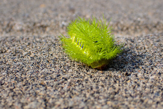 Fire Caterpillar from the Limacodidae family on a concrete surface