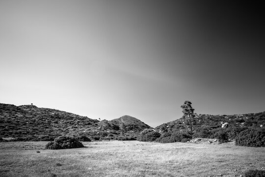 Rhodes, Greece: Expansive dry rural landscape containing rolling hills, low scrubland vegetation, and a solitary pine tree standing on the right side under an unblemished cloudless clear sky.