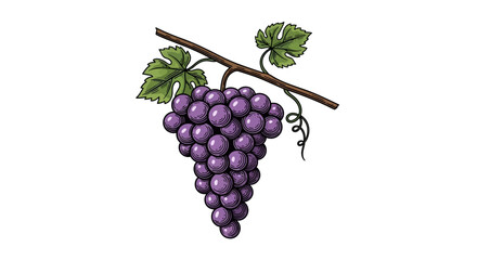 Fototapeta premium Detailed vintage illustration of a bunch of purple grapes on a vine. EPS Editable. Vector Illustrations.