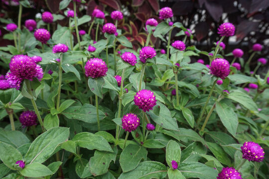 A carpet of bright purple button flowers blooming among the green foliage, creating a fresh and colorful botanical display.