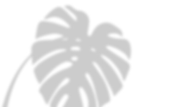 Monstera leaf shadow overlay effect on a white background with soft ambient light
