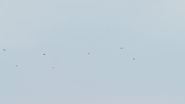 A rooks (Corvus frugilegus) flies against a blue sky. Slow motion.