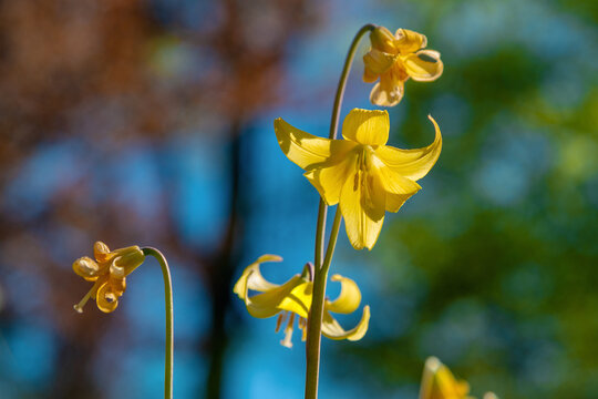 Yellow lily flowers nodding in sunlit garden background. Erythronium tuolumnense, Tuolumne fawn-lily
