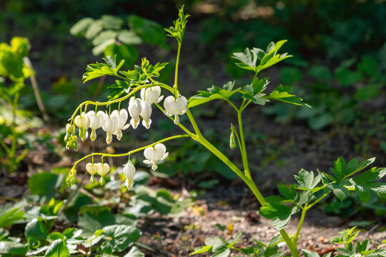 White bleeding heart plant blooming on shaded garden floor. Lamprocapnos spectabilis, Bleeding-heart
