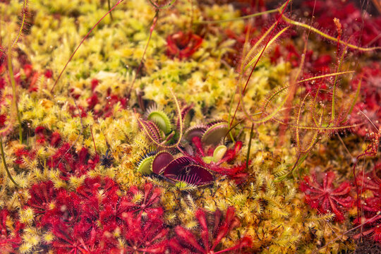 Venus flytrap surrounded by moss and sundews in peaty bog habitat