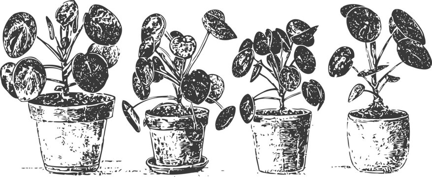 Set of four potted pilea plants with round coin shaped leaves, home indoor gardening decor