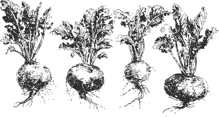 Naklejka premium Hand drawn beets with leafy tops vintage botanical root vegetable sketch set