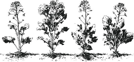Fototapeta premium Four different wild mustard plants with detailed leaves and flowers in black and white botanical illustration