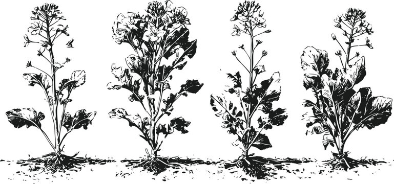 Four different wild mustard plants with detailed leaves and flowers in black and white botanical illustration