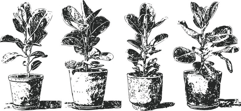 Four potted fiddle leaf fig plants with detailed leaves and textured pots in black and white vintage