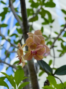 Beautiful Dendrobium orchid in the garden. Bunga Anggrek