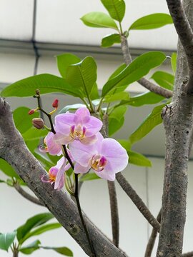 Pink orchid blossom in the garden. Dendrobium flower in the garden, Bunga anggrek