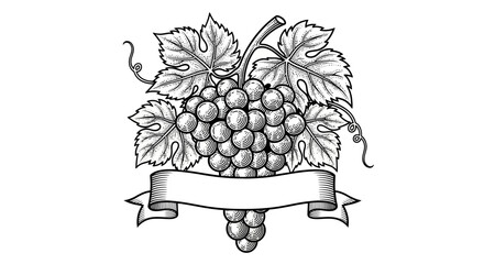 Fototapeta premium Vintage engraved illustration of a grape cluster with a blank ribbon banner. EPS Editable. Vector Illustrations.