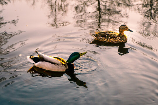 Male and female mallard ducks swimming on a park pond at sunset.