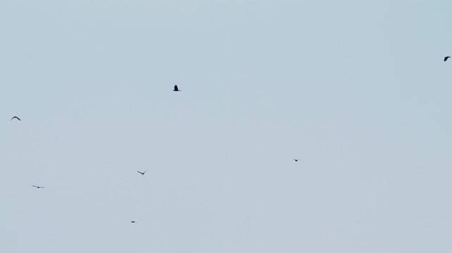 A rooks (Corvus frugilegus) flies against a blue sky. Slow motion.