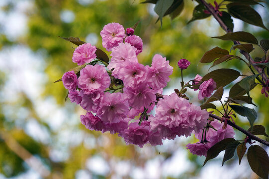 The splendor, richness, and light pink petals of the pink double-bottomed flower shine more like a pink lace