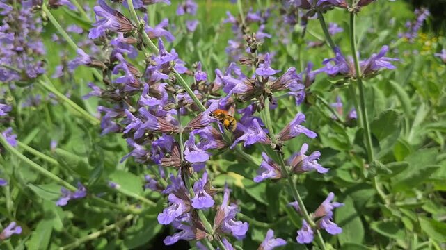 Bourdon butinant des fleurs de sauge violette sauvage, pattes charg&eacute;es de pollen, dans un paysage naturel du sud de la France, au c&oelig;ur de la biodiversit&eacute; m&eacute;diterran&eacute;enne europ&eacute;enne