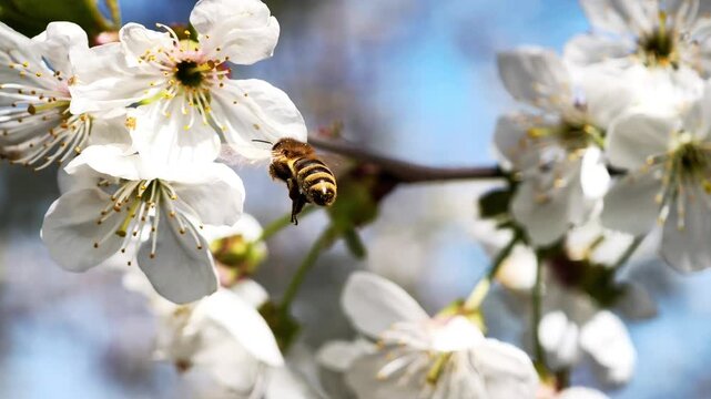 A bee flies between white cherry blossoms, collecting nectar in the bright spring sun.