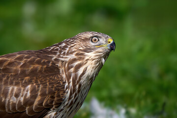 Obraz premium Common buzzard (Buteo buteo)