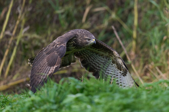 Common buzzard (Buteo buteo)