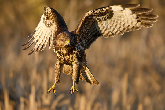 Common buzzard (Buteo buteo)