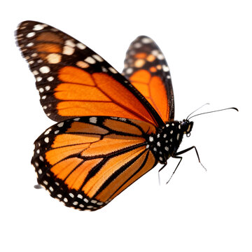 [Transparent Background PNG]Close-up Shot of a Monarch Butterfly on White Background
