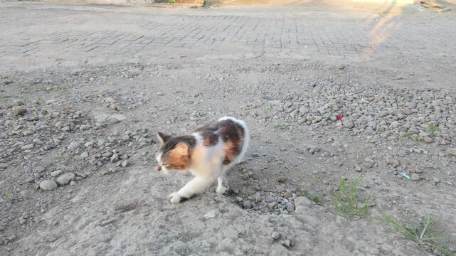 A playful cat exploring a rocky terrain at sunset with warm sunlight casting gentle shadows