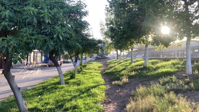 Tree lined pathway along a quiet road in warm sunlight