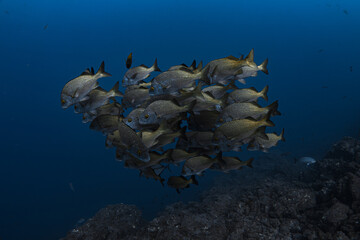 Yellowfin Grunt (Mulloidichthys dentatus) © egoceanic
