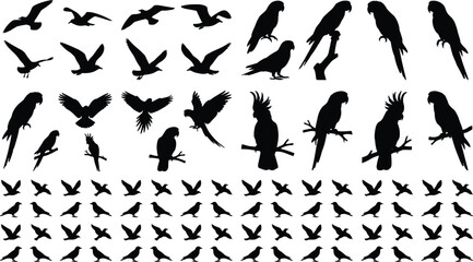 Large collection of bird silhouettes featuring parrots cockatoos seagulls and small songbirds in flying and perching positions © MDMEHEDI