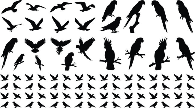 Large collection of bird silhouettes featuring parrots cockatoos seagulls and small songbirds in flying and perching positions
