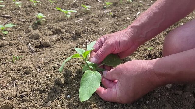 Main d&rsquo;un technicien agricole ou d&rsquo;un agriculteur contr&ocirc;lant les jeunes pousses de tournesol dans un champ agricole.