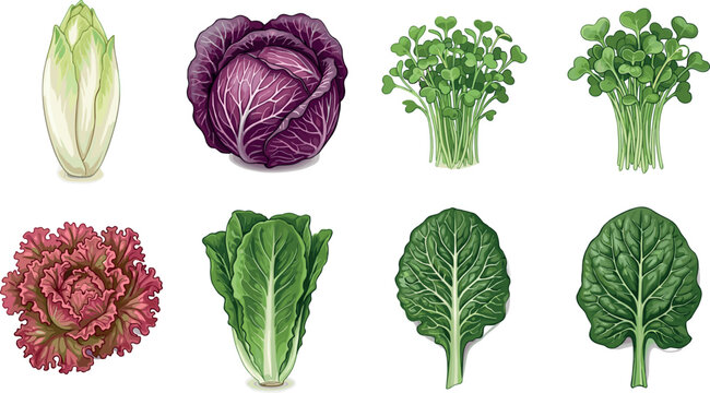 Set of Fresh Lettuce and Leafy Greens Including Romaine, Red, Spinach, and Arugula for Healthy Eating, Organic Farming, and Vegetables Designs