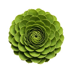Obraz premium A symmetrical green succulent plant with layered petals on black background