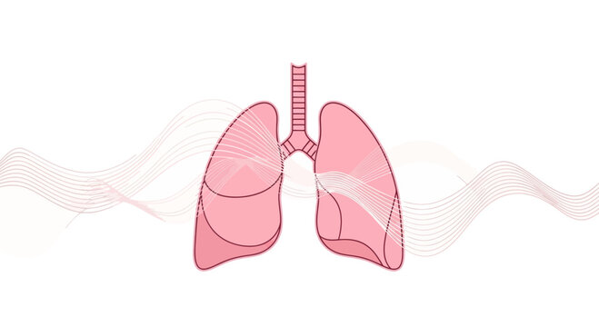 Anatomical Illustration Of The Human Lungs With Abstract Wavy Lines In Pink Colors