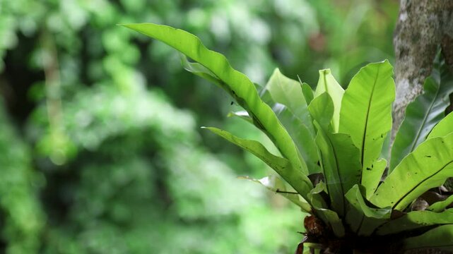 Bird's-nest fern (asplenium nidus) grows attached to tree trunks in tropical areas.