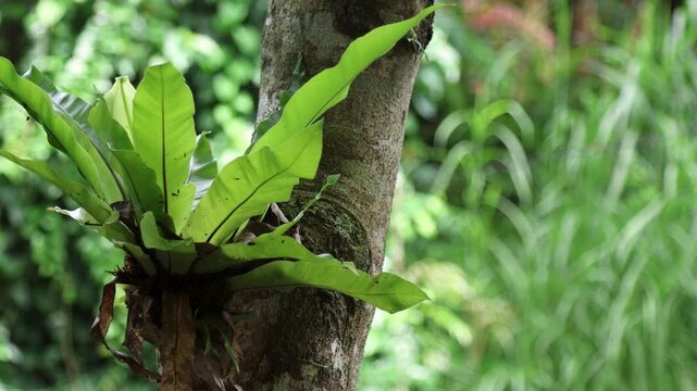 Bird's-nest fern (asplenium nidus) grows attached to tree trunks in tropical areas.