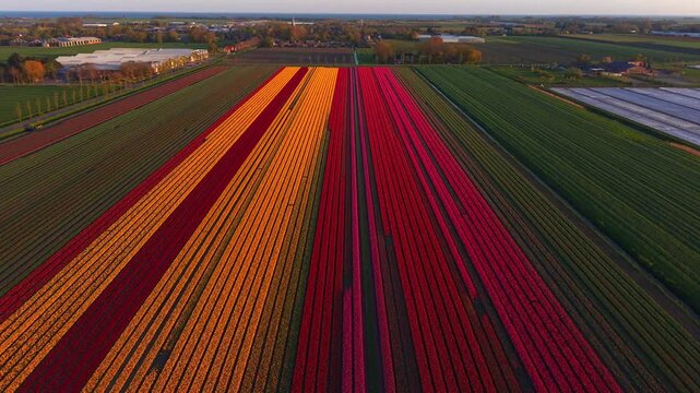 Aerial view of vibrant rows of red, orange, and pink tulip fields stretching towards farm buildings and greenhouses under warm sunset light in Hoogkarspel, North Holland, Netherlands.