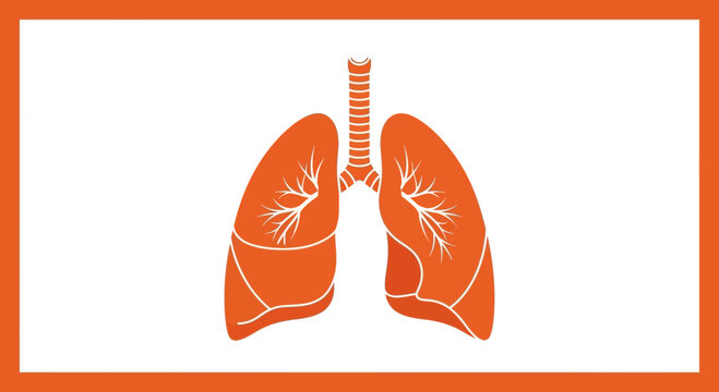 Anatomy Illustration Depicting Human Lungs Against a White Background With Orange Frame